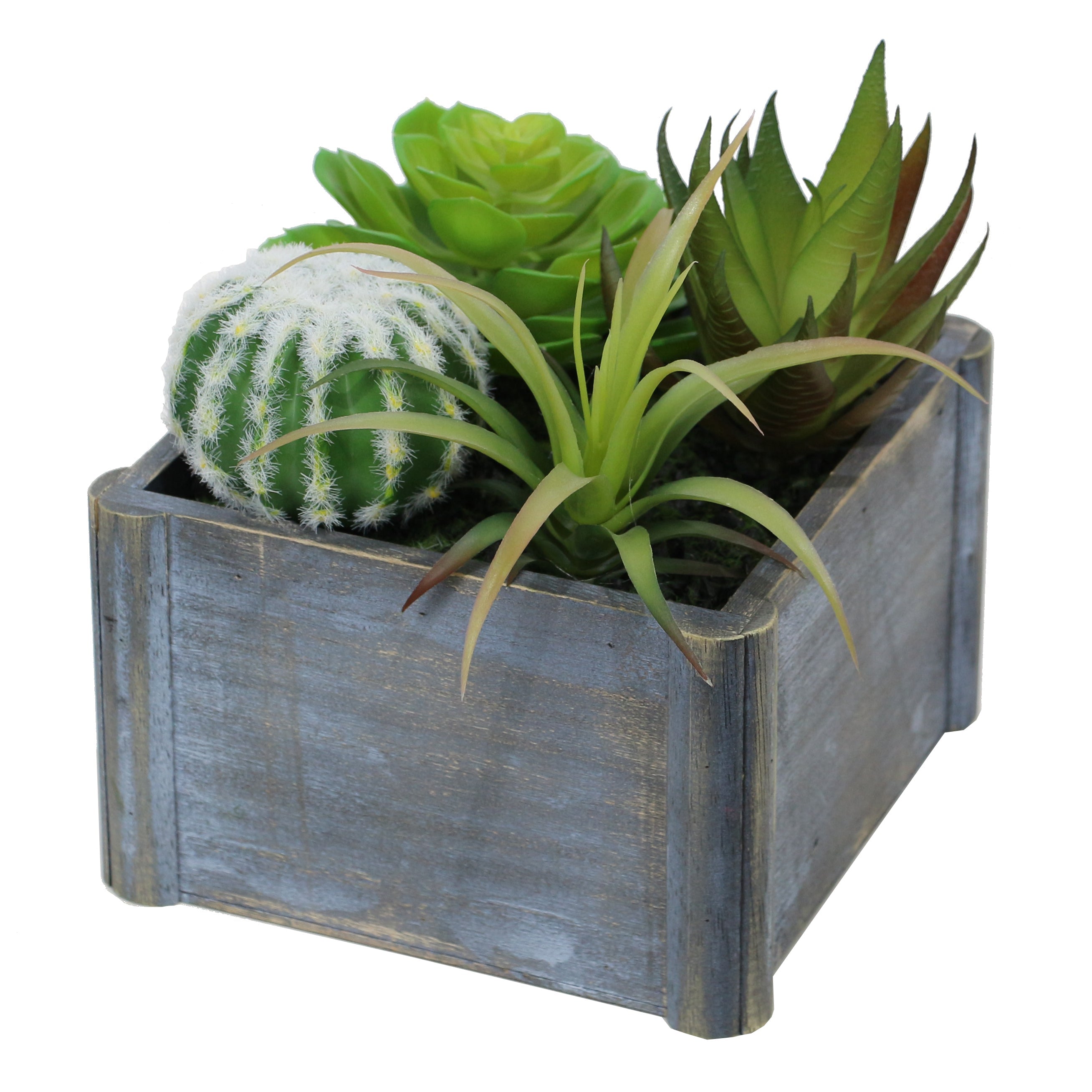 square succulent plant Potted Succulent Variety – Sabavi® Home