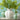 Beatriz Ball Glass Vento Vase Small, Set of 2