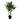 Aureum Bonsai Triple Trunk Tree in Plastic Pot