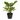Round-Leaf Potted Calathea Plant