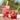 Duralex Le Picardie Tumbler, Set of 6