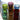 Zafferano Bei Tumblers, Set of 6 Lifestyle Image 2 elegantly arranged on a flat wooden surface, showcasing all the available variants.